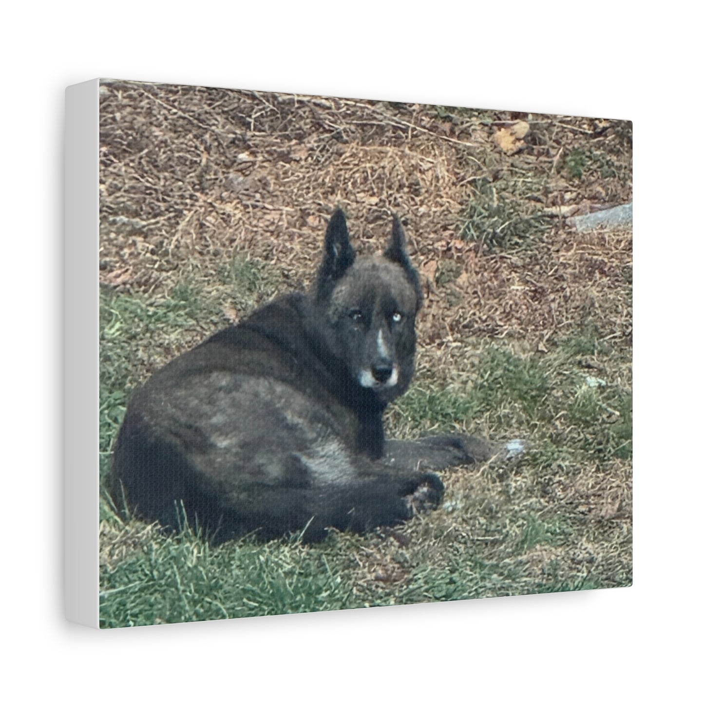 Pet Portrait Canvas Custom Dog Photo Matte Stretched Wall Art