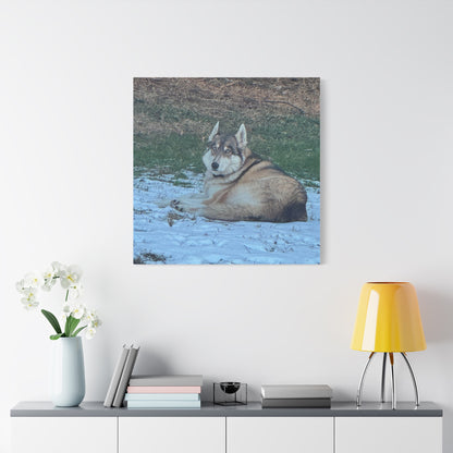 Wolf Dog Canvas Print - Matte Stretched Wall Art (1.25")