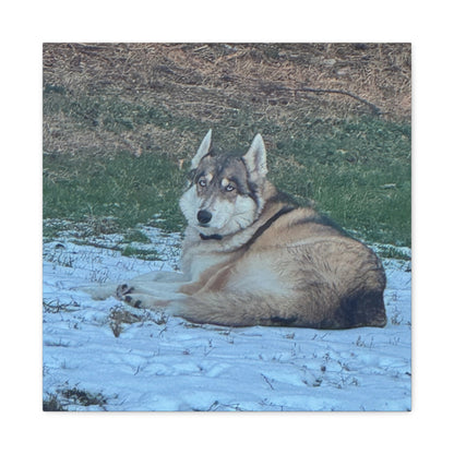 Wolf Dog Canvas Print - Matte Stretched Wall Art (1.25")