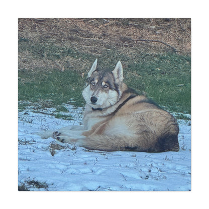 Wolf Dog Canvas Print - Matte Stretched Wall Art (1.25")