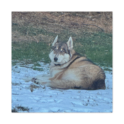 Wolf Dog Canvas Print - Matte Stretched Wall Art (1.25")