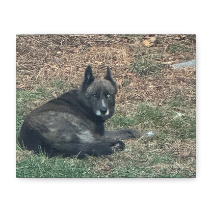 Pet Portrait Canvas  Custom Dog Photo Matte Stretched Wall Art