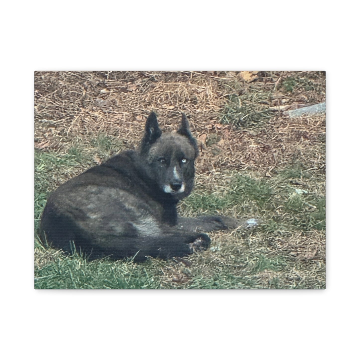 Pet Portrait Canvas  Custom Dog Photo Matte Stretched Wall Art