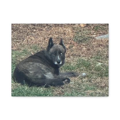 Pet Portrait Canvas  Custom Dog Photo Matte Stretched Wall Art