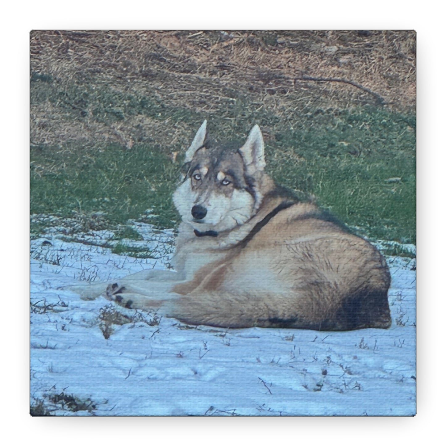Wolf Dog Canvas Print - Matte Stretched Wall Art (1.25")