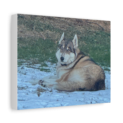 Wolf Dog Canvas Print - Matte Stretched Wall Art (1.25")