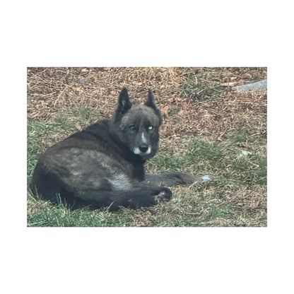 Pet Portrait Canvas  Custom Dog Photo Matte Stretched Wall Art