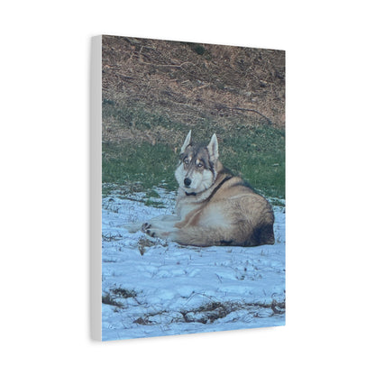 Wolf Dog Canvas Print - Matte Stretched Wall Art (1.25")