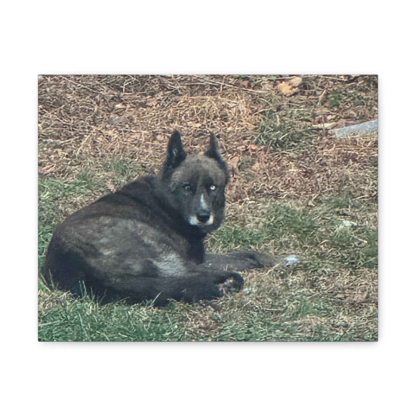 Pet Portrait Canvas  Custom Dog Photo Matte Stretched Wall Art