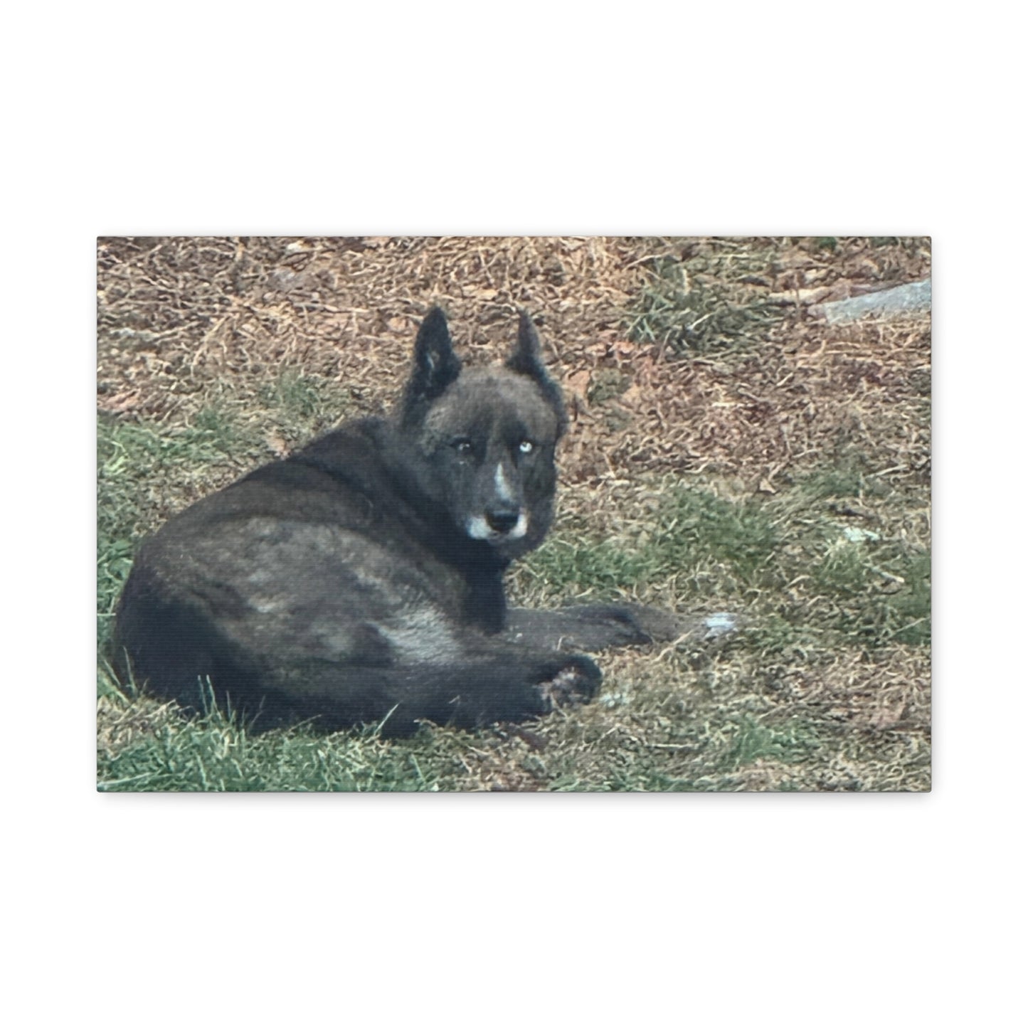 Pet Portrait Canvas  Custom Dog Photo Matte Stretched Wall Art
