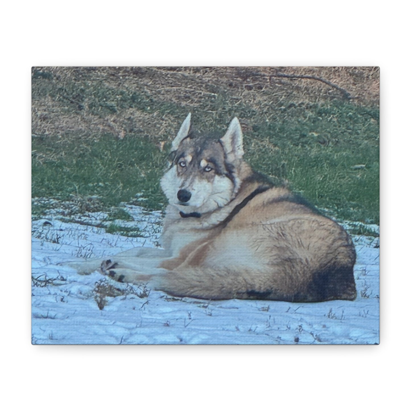 Wolf Dog Canvas Print - Matte Stretched Wall Art (1.25")