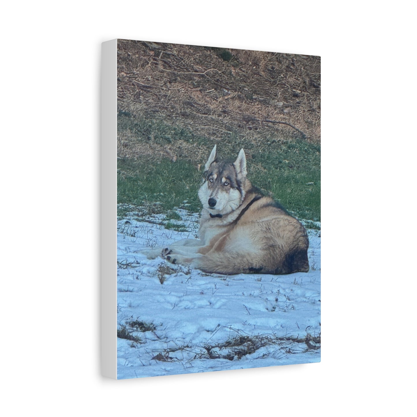 Wolf Dog Canvas Print - Matte Stretched Wall Art (1.25")