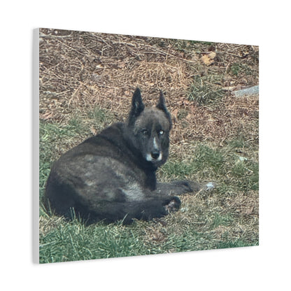 Pet Portrait Canvas  Custom Dog Photo Matte Stretched Wall Art