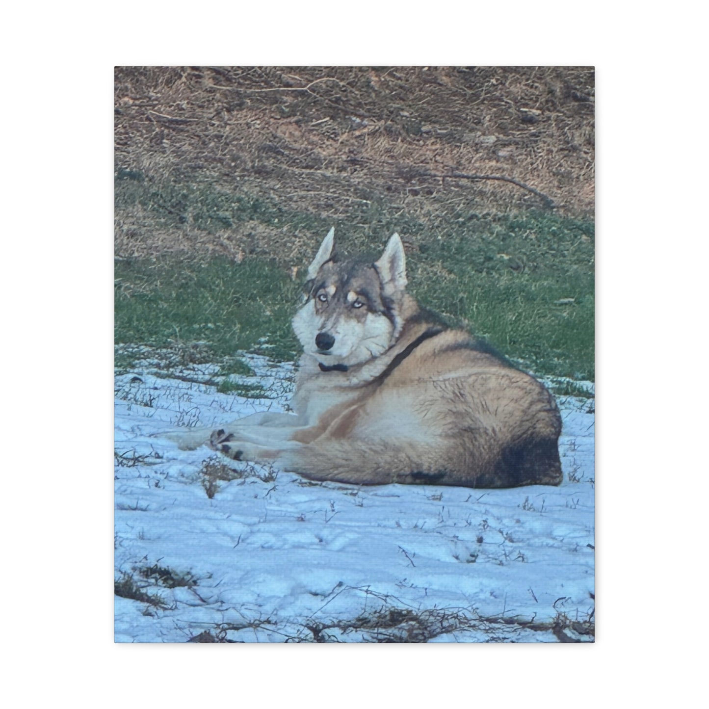Wolf Dog Canvas Print - Matte Stretched Wall Art (1.25")
