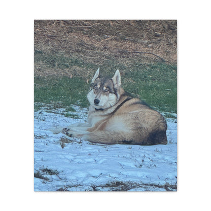 Wolf Dog Canvas Print - Matte Stretched Wall Art (1.25")