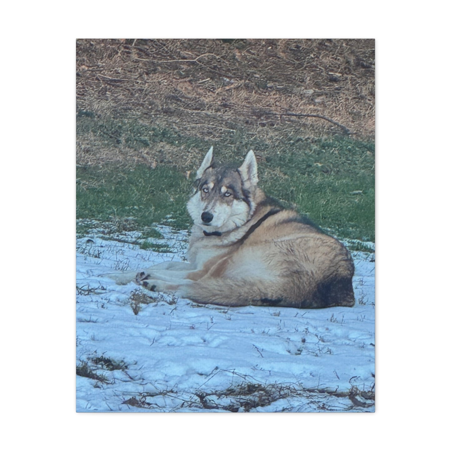 Wolf Dog Canvas Print - Matte Stretched Wall Art (1.25")