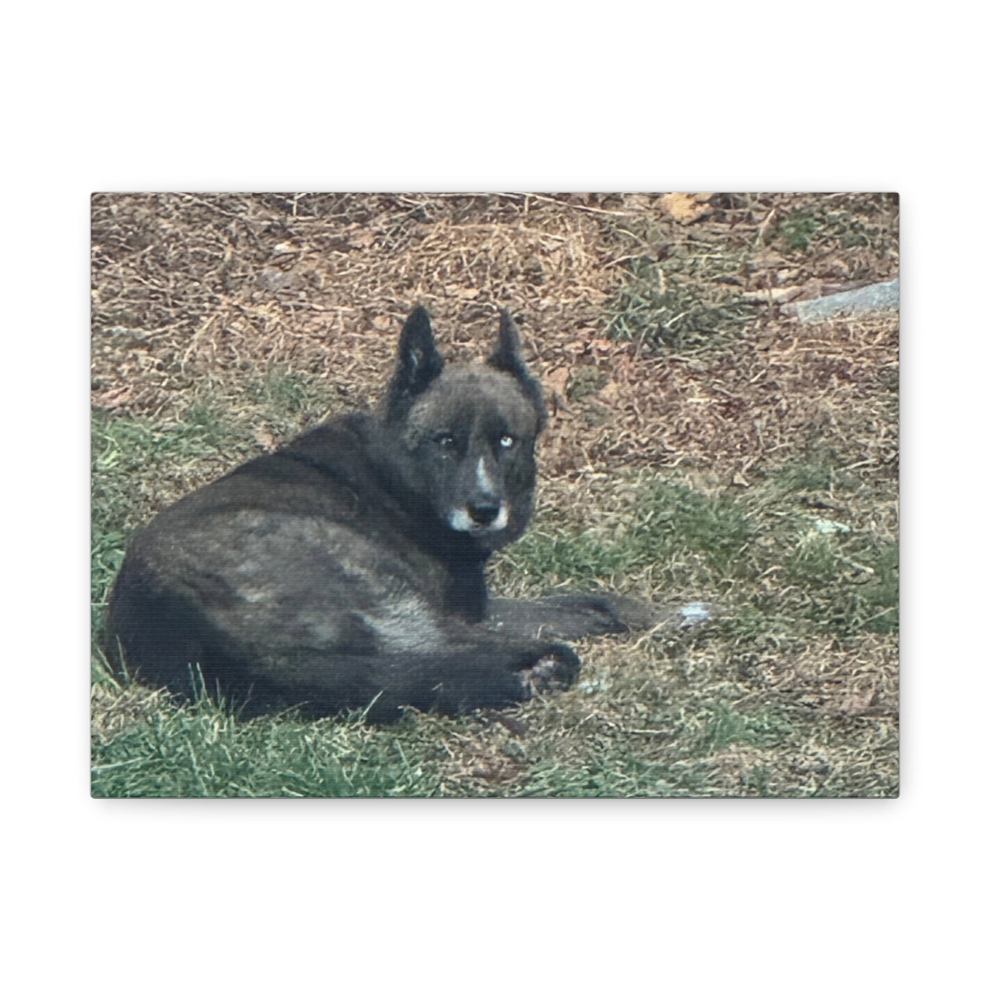 Pet Portrait Canvas  Custom Dog Photo Matte Stretched Wall Art