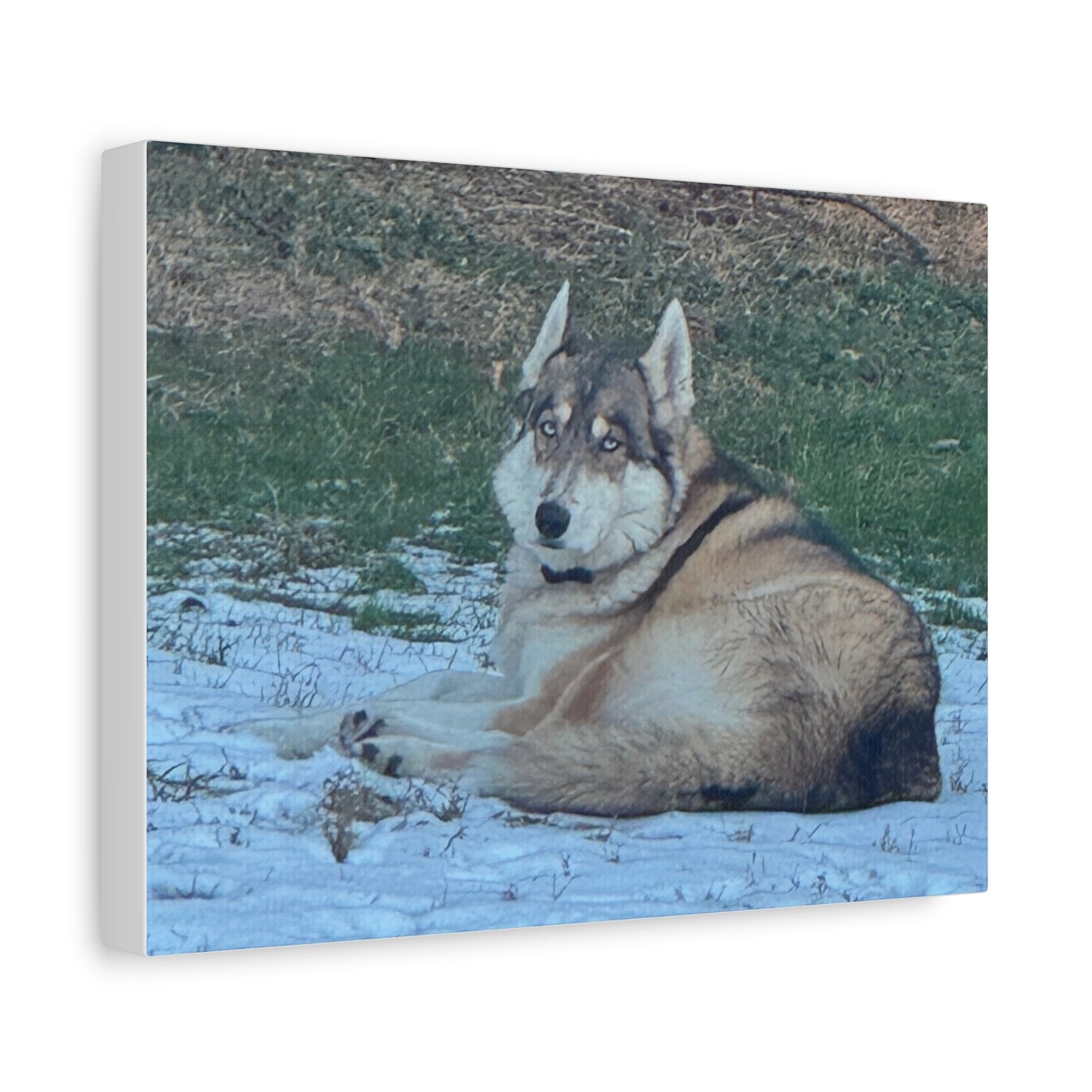 Wolf Dog Canvas Print - Matte Stretched Wall Art (1.25")