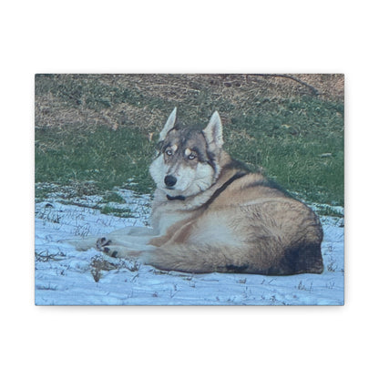 Wolf Dog Canvas Print - Matte Stretched Wall Art (1.25")